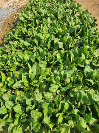 알렉산더님의 양파 · 영농일지 작성글 사진