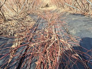 황인근님의 블루베리 · 영농일지 작성글 사진