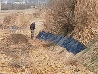 백경철님의 벼 · 영농일지 작성글 사진