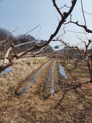 대운농원님의 감자 · 영농일지 작성글 사진