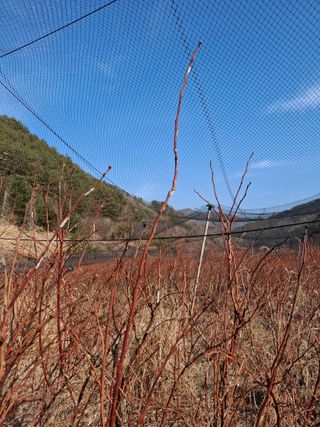 황인근님의 블루베리 · 영농일지 작성글 사진