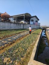 팜모닝 양파·영농일지 게시글 이미지