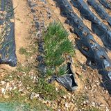 팜모닝 파·영농일지 게시글 이미지