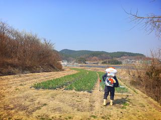 오이8898황산면님의 마늘 · 영농일지 작성글 사진