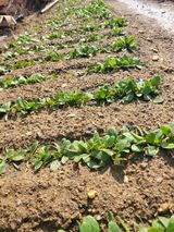 알렉산더님의 작성글 사진