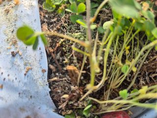 늘햇살팜 님의 기타작물 · 영농일지 작성글 사진