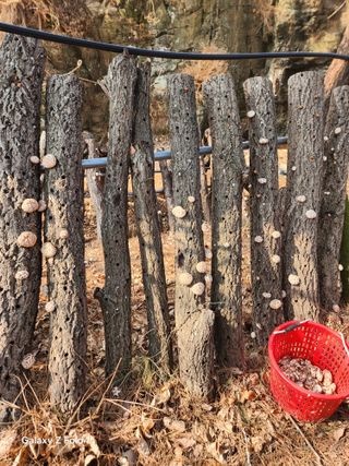 헤라여신^^♡님의 감자 · 영농일지 작성글 사진