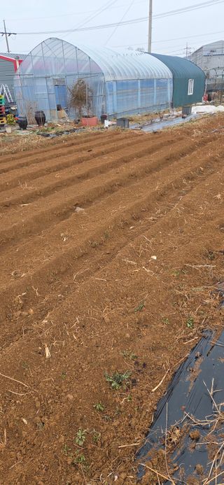 김성필님의 기타작물 · 영농일지 작성글 사진