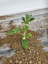 팜모닝 기타작물·영농일지 게시글 이미지