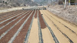 임석진님의 기타작물 · 영농일지 작성글 사진