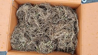 김지철님의 기타작물 · 영농일지 작성글 사진