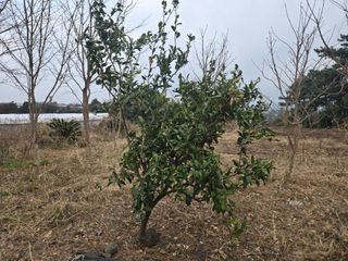 Captain김상곤님의 호박 · 영농일지 작성글 사진