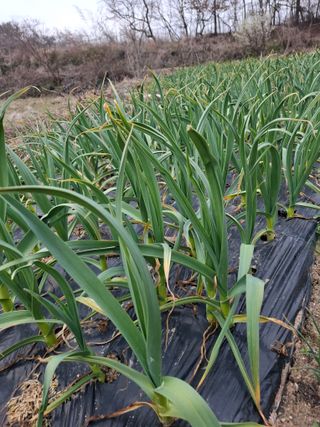 실버농부님의 마늘 · 영농일지 작성글 사진