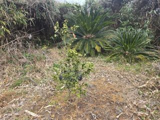 Captain김상곤님의 호박 · 영농일지 작성글 사진