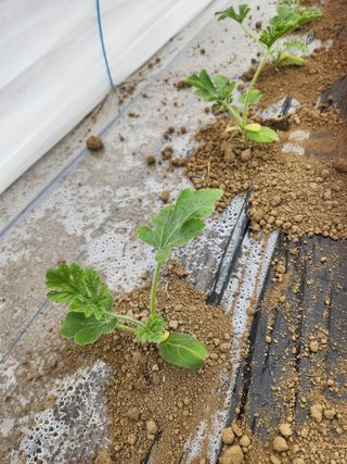 김저팔계님의 기타작물 · 영농일지 작성글 사진