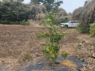 Captain김상곤님의 호박 · 영농일지 작성글 사진