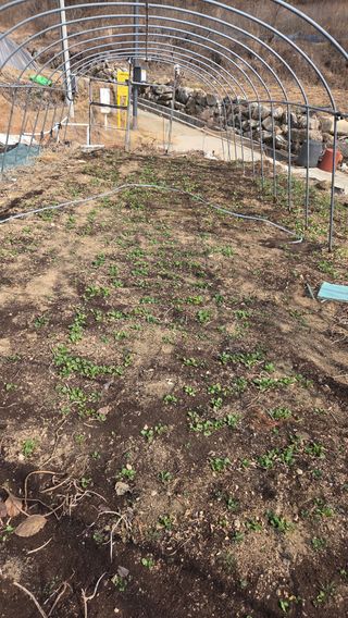 유윤주님의 고추 · 영농일지 작성글 사진