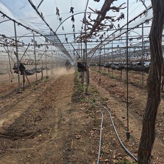 동동예행복농장님의 포도 · 영농일지 작성글 사진