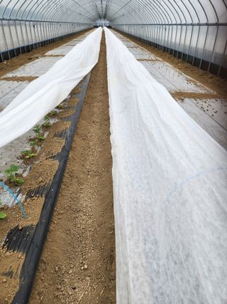 김저팔계님의 기타작물 · 영농일지 작성글 사진