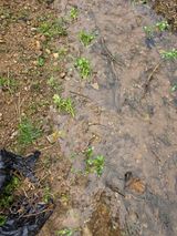 팜모닝 기타작물·영농일지 게시글 이미지