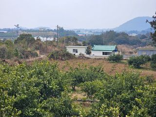 모래알님의 귤 · 영농일지 작성글 사진