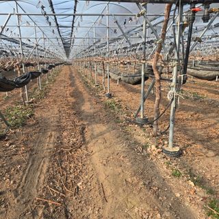 동동예행복농장님의 포도 · 영농일지 작성글 사진