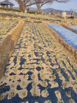 팜모닝 마늘·영농일지 게시글 이미지