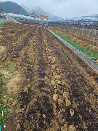 신득경님의 고추 · 영농일지 작성글 사진