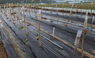 김인수님의 두릅 · 영농일지 작성글 사진