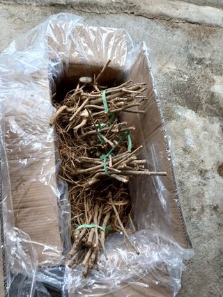 거창두릅농원김성희님의 기타작물 · 영농일지 작성글 사진