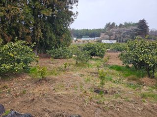 모래알님의 귤 · 영농일지 작성글 사진