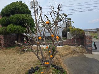 Captain김상곤님의 귤 · 영농일지 작성글 사진