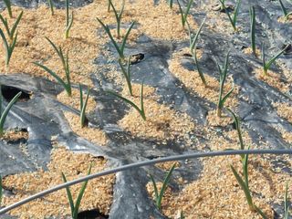 Blackbear님의 마늘 · 영농일지 작성글 사진