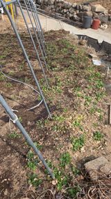 팜모닝 고추·영농일지 게시글 이미지