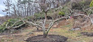 김형환 님의 감 · 영농일지 작성글 사진