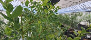 류근택님의 블루베리 · 영농일지 작성글 사진