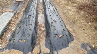 송완춘님의 양파 · 영농일지 작성글 사진