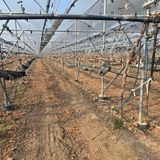 팜모닝 포도·영농일지 게시글 이미지