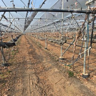 동동예행복농장님의 포도 · 영농일지 작성글 사진