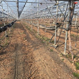 동동예행복농장님의 포도 · 영농일지 작성글 사진