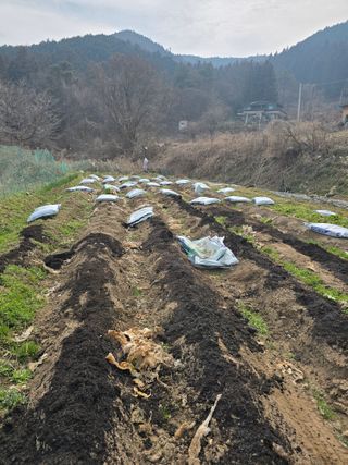 김대기님의 감자 · 영농일지 작성글 사진