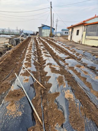 곰새끼님의 벼 · 영농일지 작성글 사진