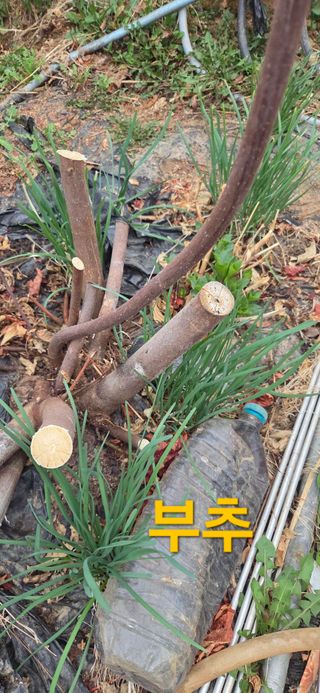 김성필님의 기타작물 · 영농일지 작성글 사진