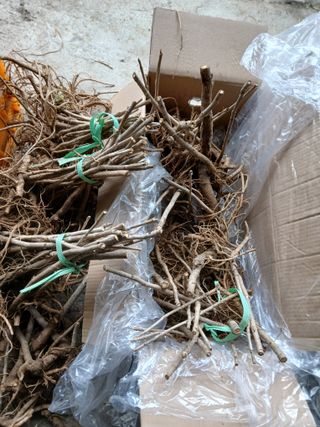 거창두릅농원김성희님의 기타작물 · 영농일지 작성글 사진