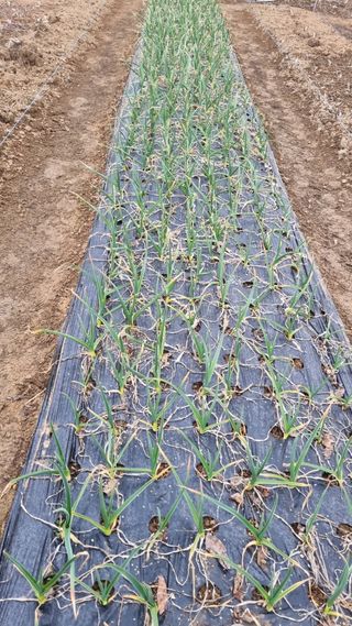 김지철님의 마늘 · 영농일지 작성글 사진