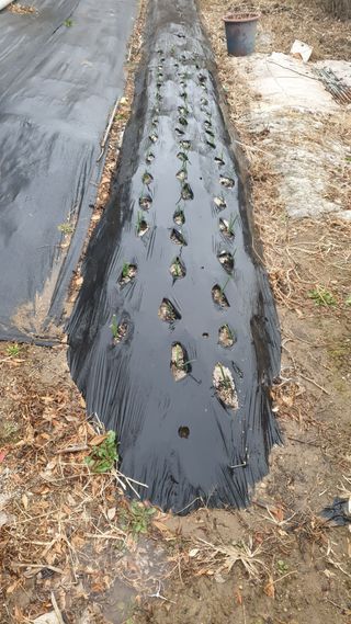 송완춘님의 양파 · 영농일지 작성글 사진