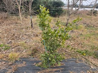 Captain김상곤님의 호박 · 영농일지 작성글 사진