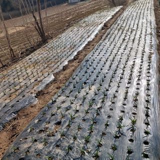 가로수님의 마늘 · 영농일지 작성글 사진