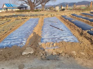 김춘성님의 마늘 · 영농일지 작성글 사진