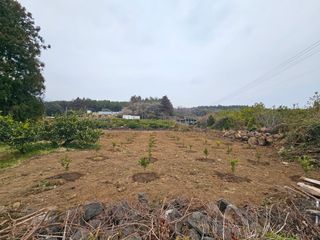 모래알님의 귤 · 영농일지 작성글 사진